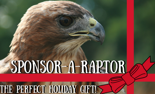 Photo: Finn the Red Tailed Hawk with a ribbon graphic and says Sponsor A Raptor: Makes a great Holiday Gift!