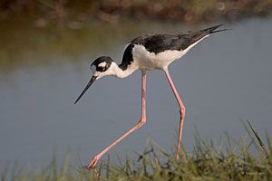 black necked stilts