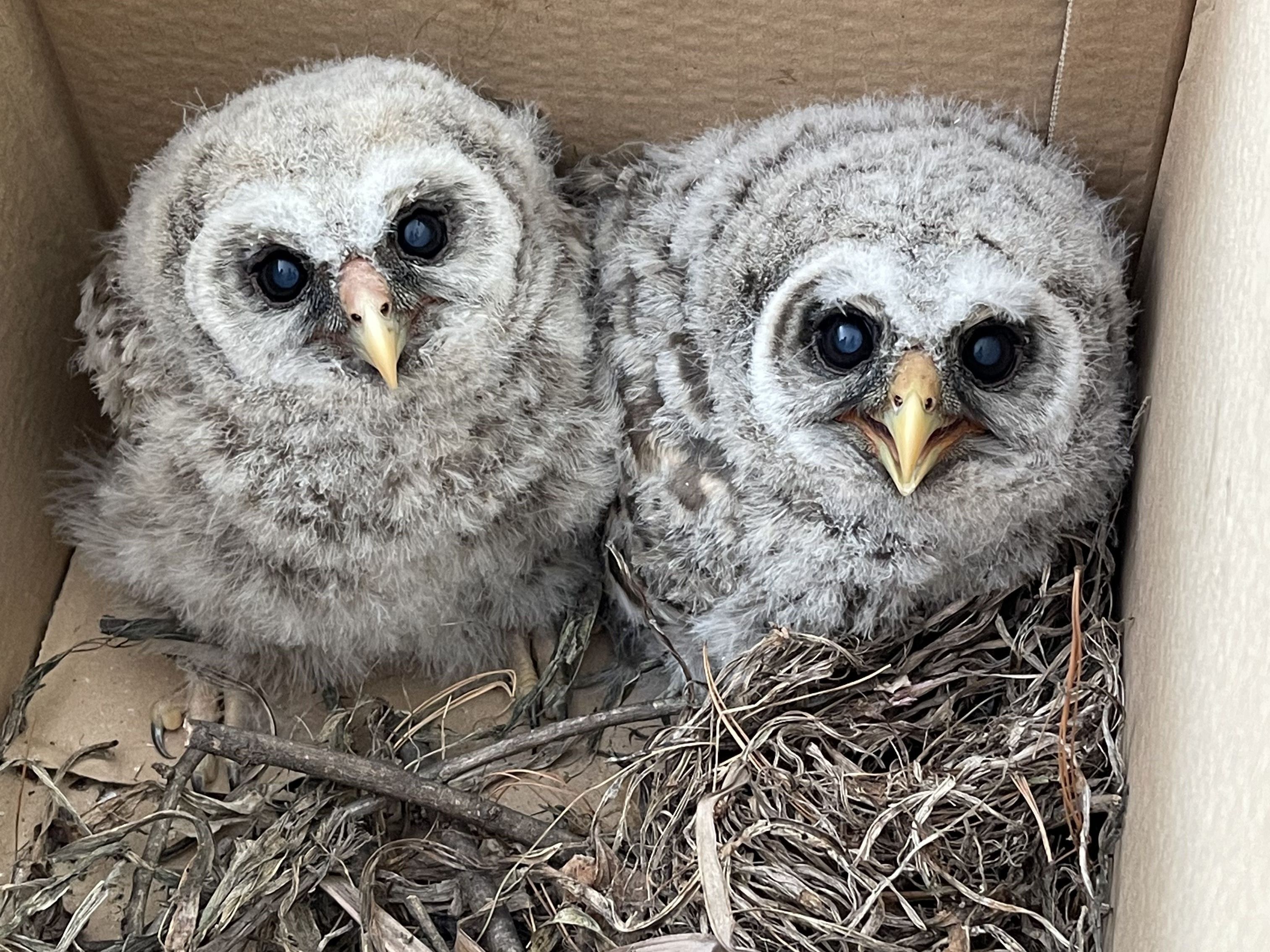 Cute baby barred owls in box