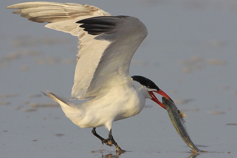 Caspian Tern