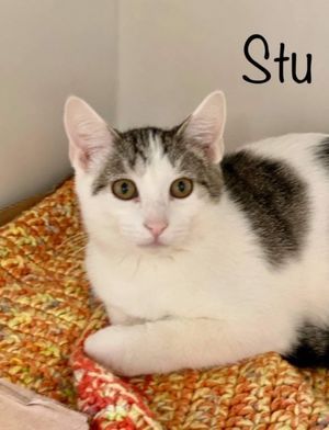 STU