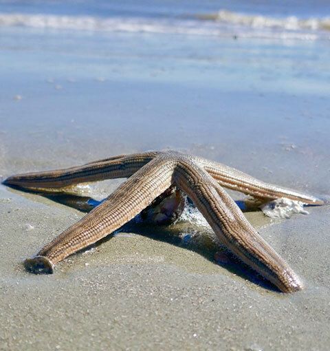 Starfish on a beach by the ocean.