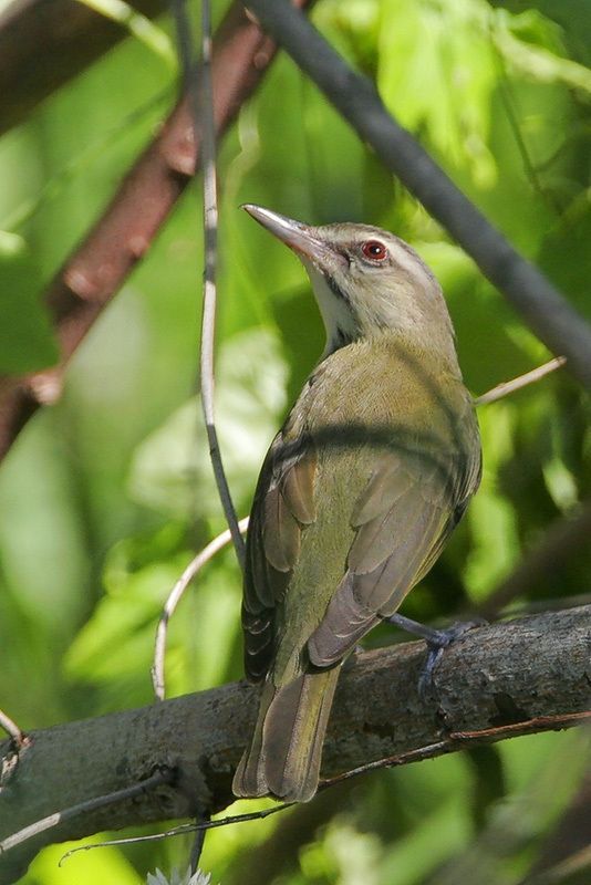 Black-whiskered Vireo