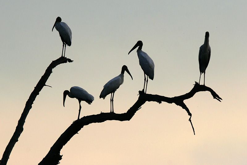 Wood Storks