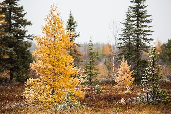 tamarack
