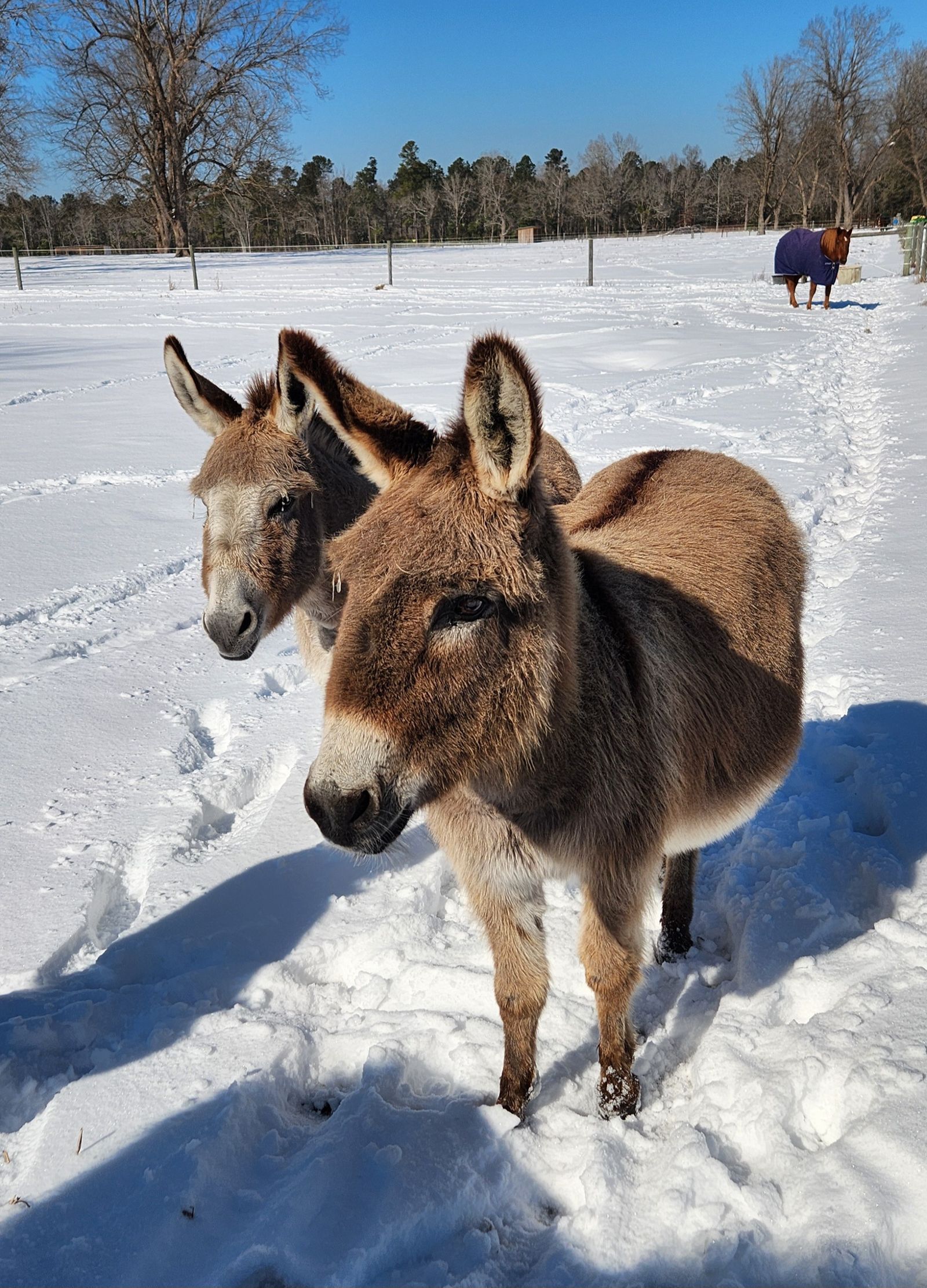 Eddie and Mollie are two miniature donkeys who often participate in our Eagala Equine Therapy program.  Mollie is owned by BGHNC and Eddie, who was a rescue, is boarded by his owner at our farm.  