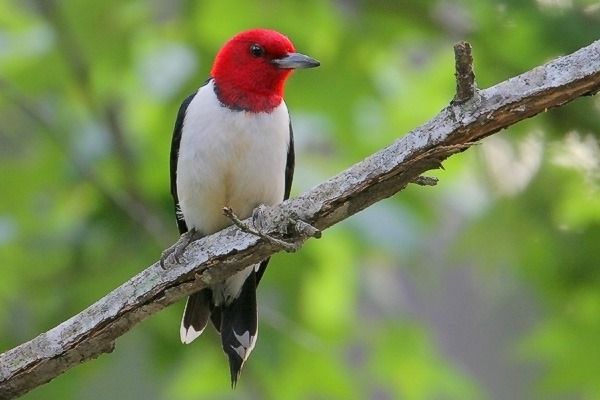 Red-headed Woodpecker (adult plumage)