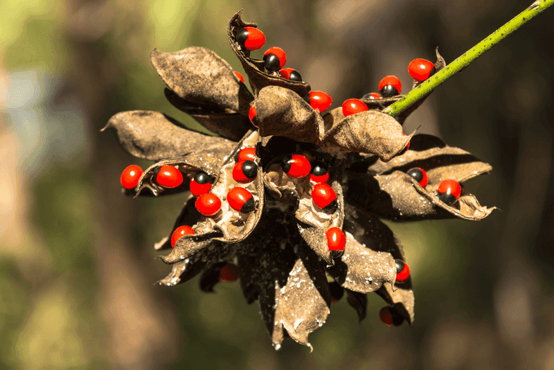 Rosary Pea, the Hidden Danger