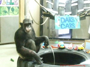 Dar's Cars