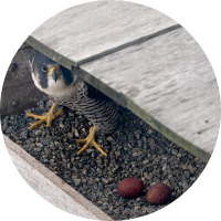 News from the Nestbox