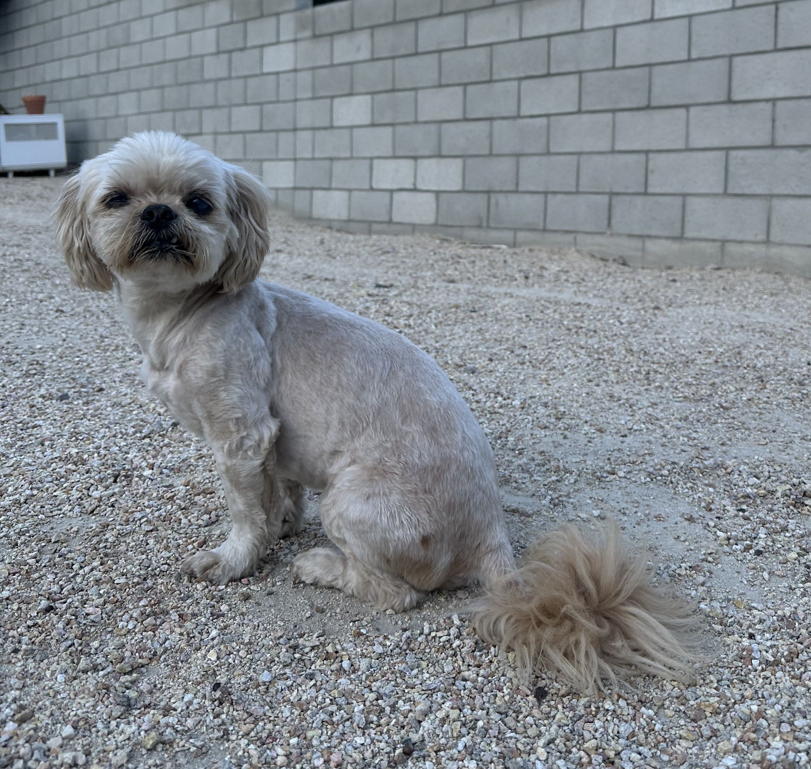Coco