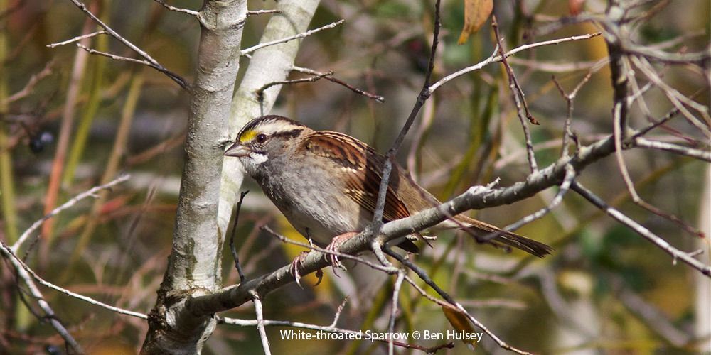 White-throated Sparrow