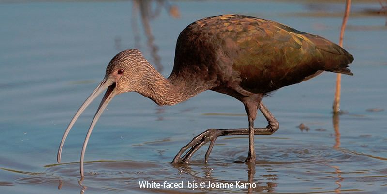 White-faced Ibis