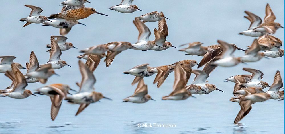 Shorebirds