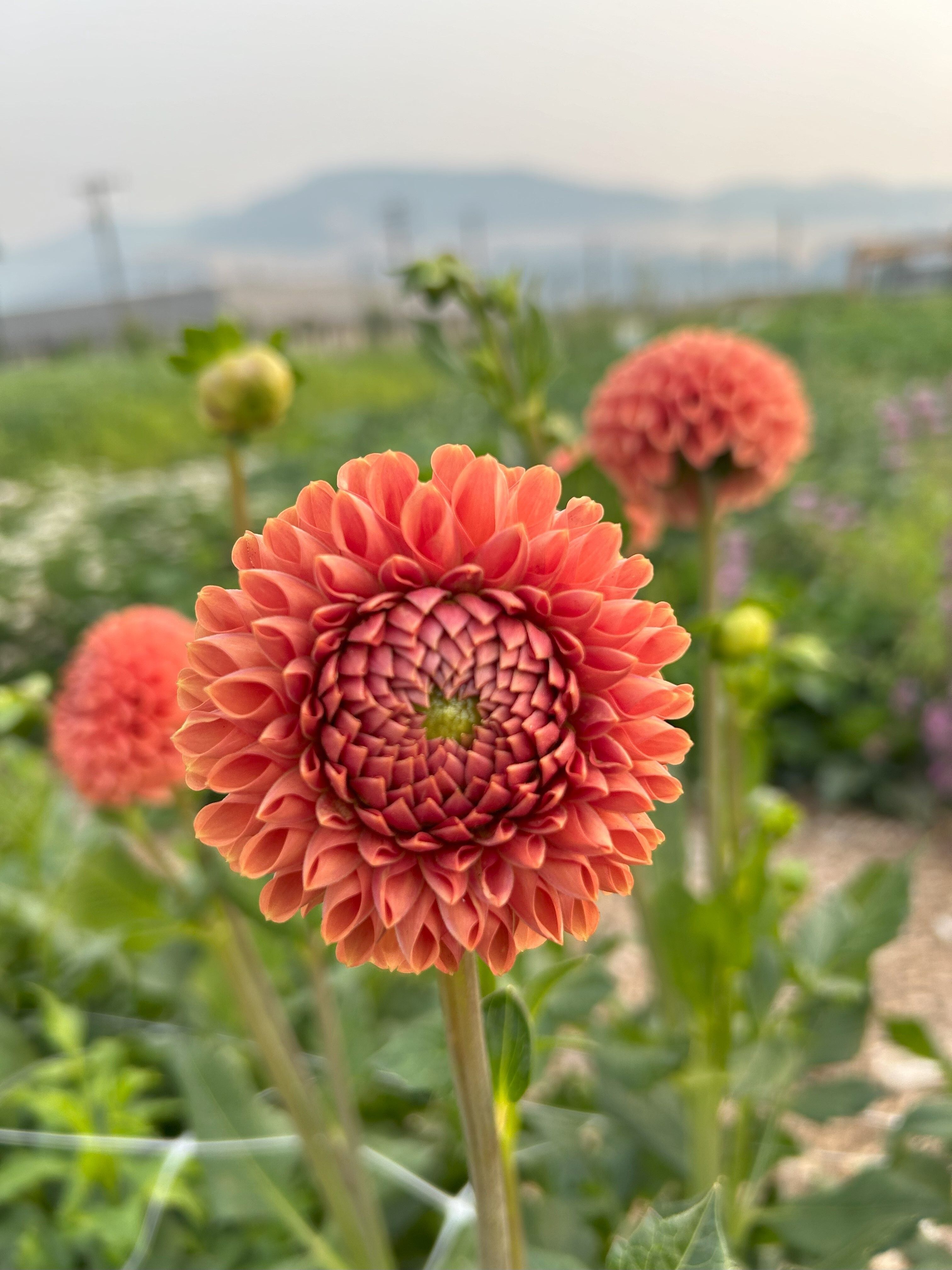 A bright orange dahlia bloom with the garden in the background