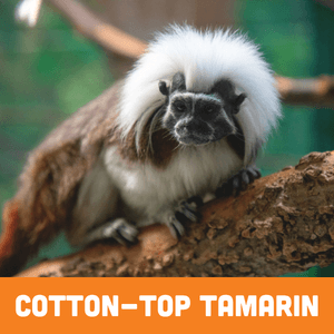 Cotton-top tamarin