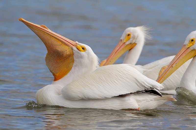 American White Pelicans