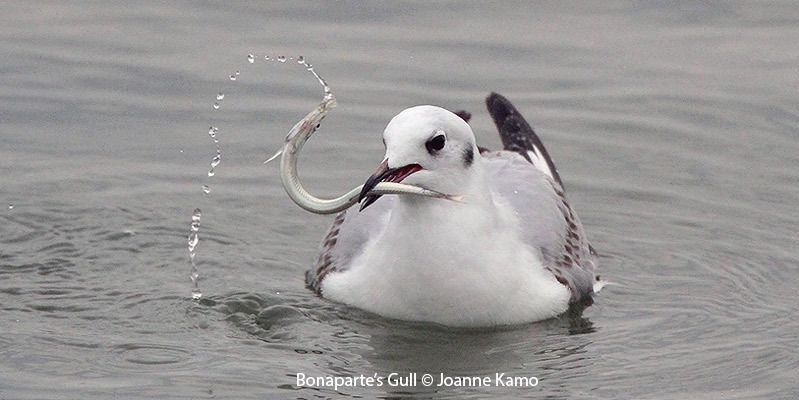 Bonaparte's Gull