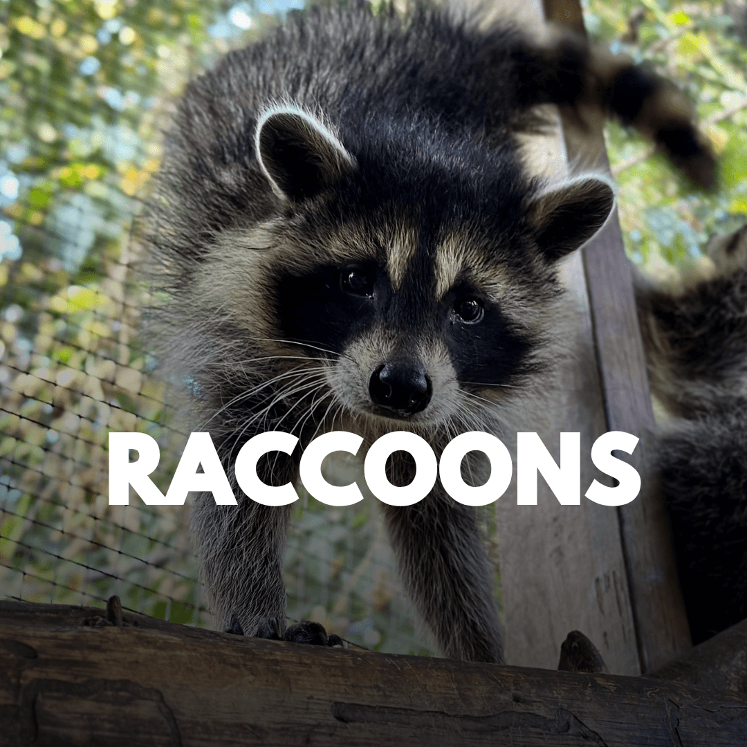 Raccoons