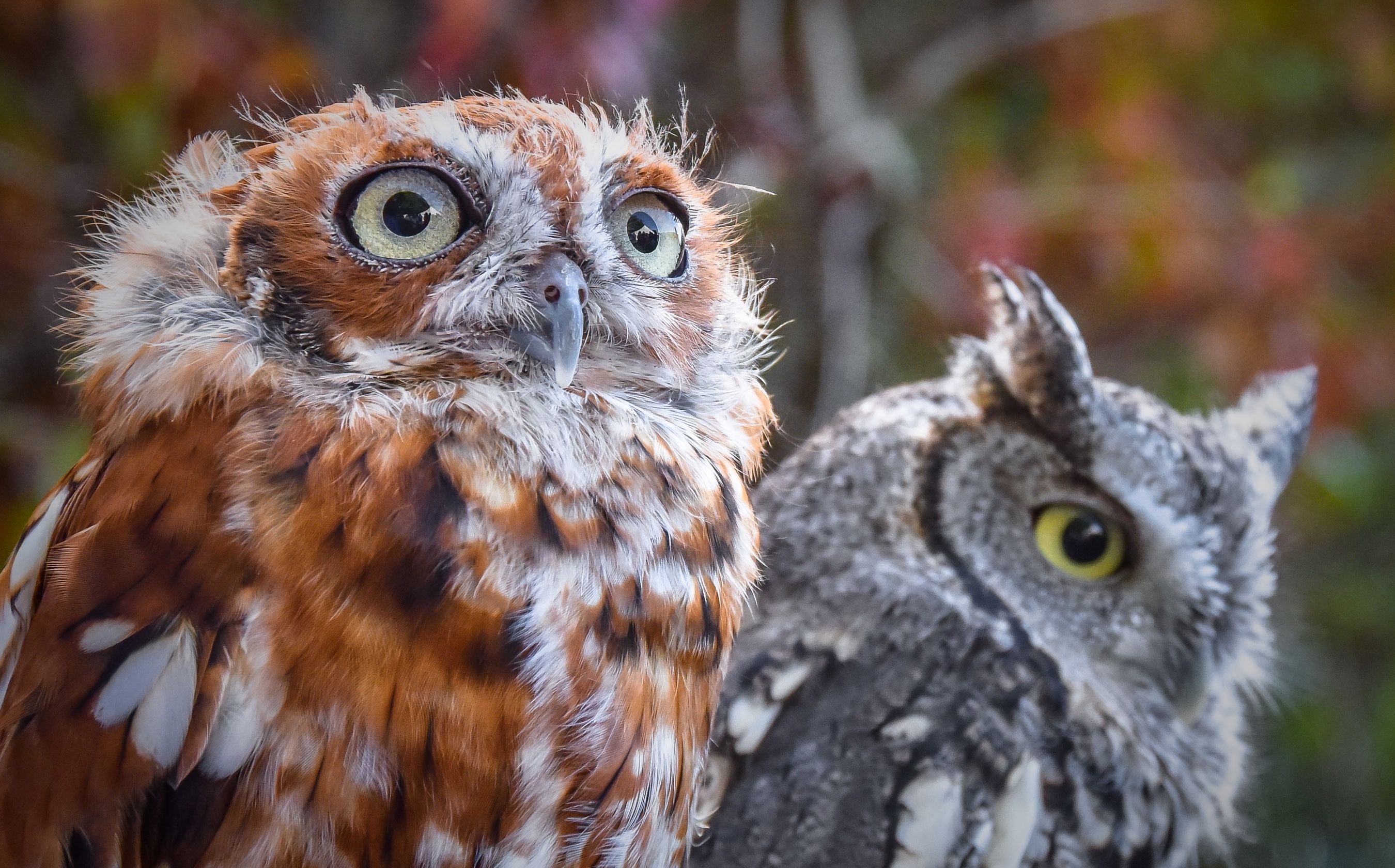 Those Wild and Wondrous Raptors are Back!