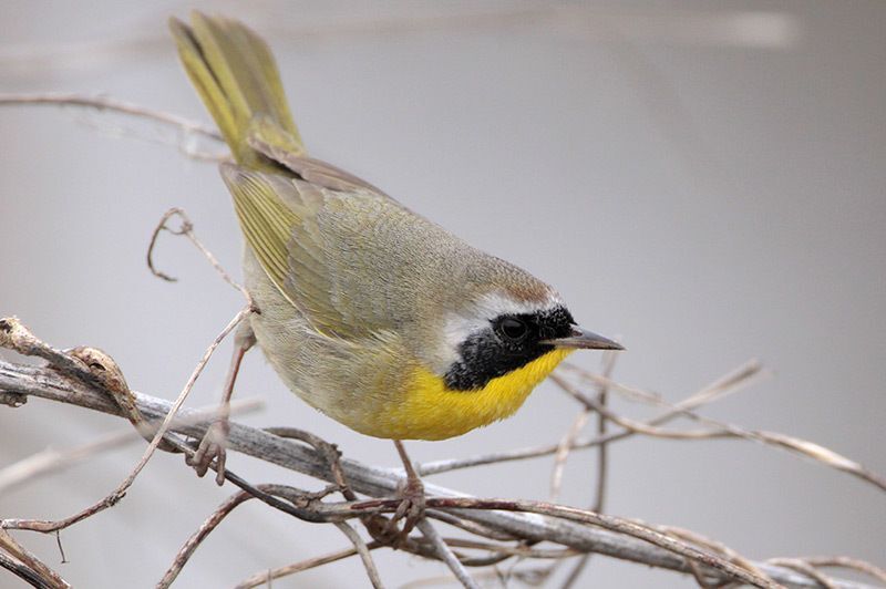 Common Yellowthroat