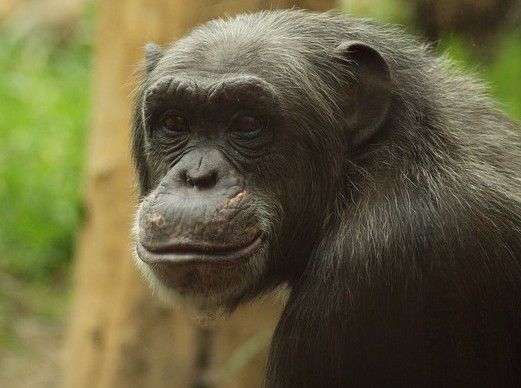Free-Living Chimpanzees - Friends of Washoe