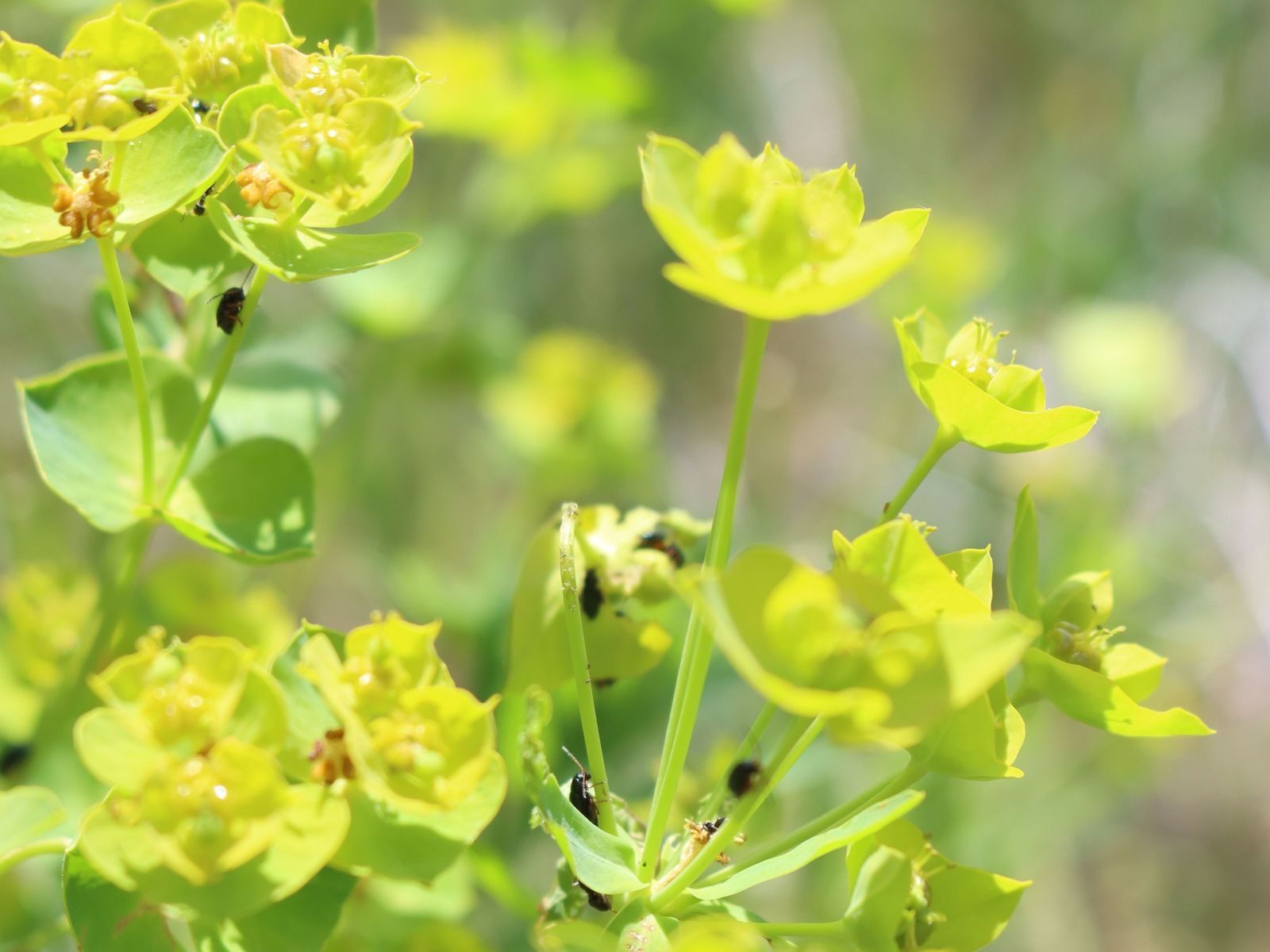 Aphthona lacertosa (leafy spurge flea beetle)