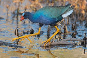 Beak of the Week: Purple Gallinule