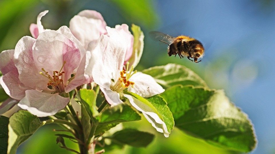 Get to know RI's Pollinators