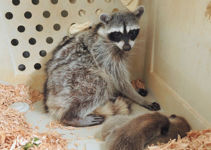Good Job Mama Raccoon