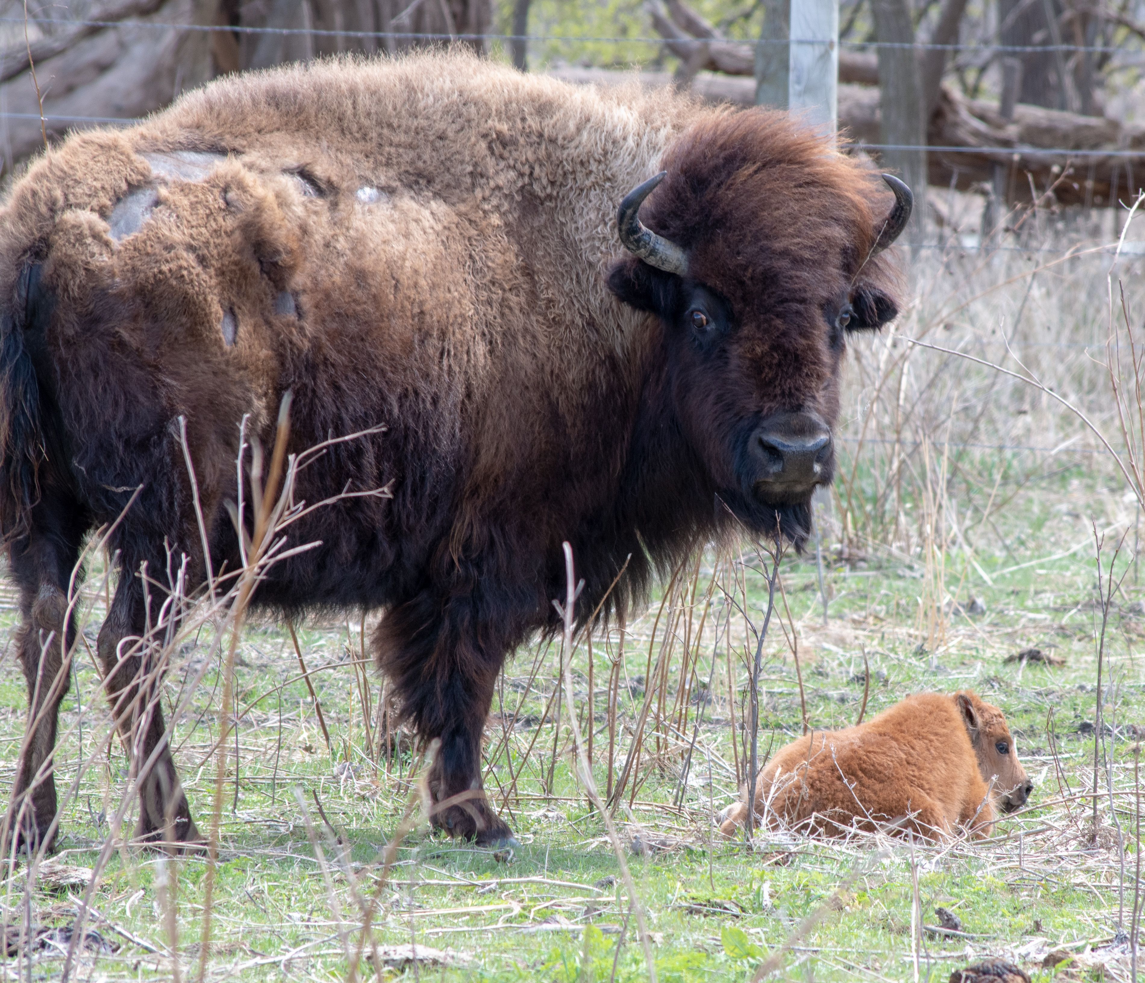 Calving Season Crane Trust