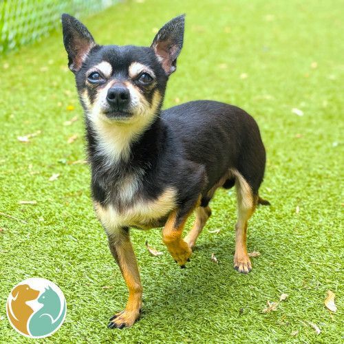 NIKO- Adoption Pending
