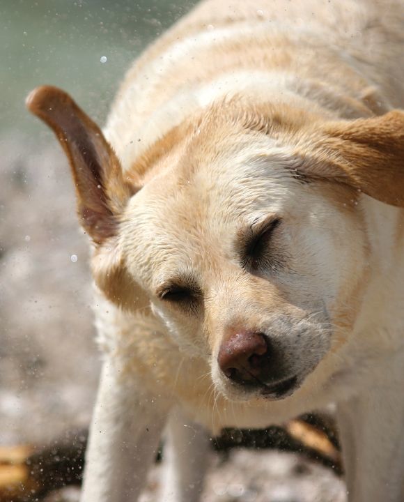 Three Strange Dog Behaviors Explained: Shaking, Ground Scratching, and Trembling