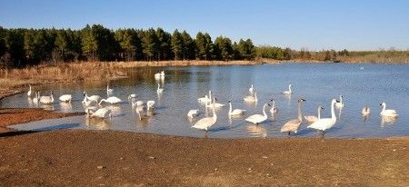 Arkansas and how Trumpeter Swans found winter habitat in Heber Springs
