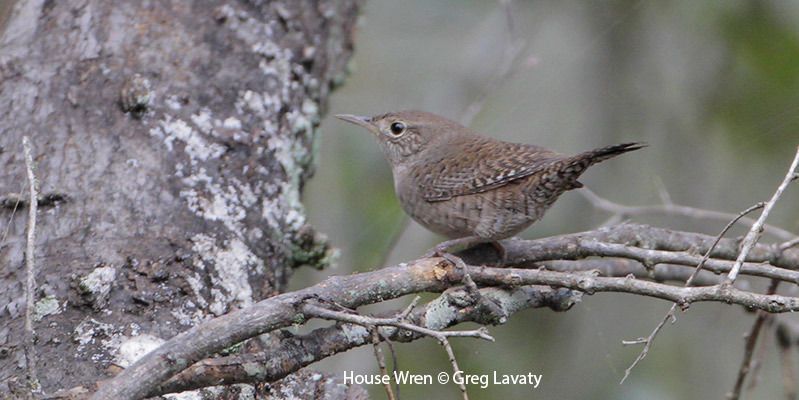 House Wren