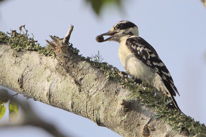 Downy Woodpecker