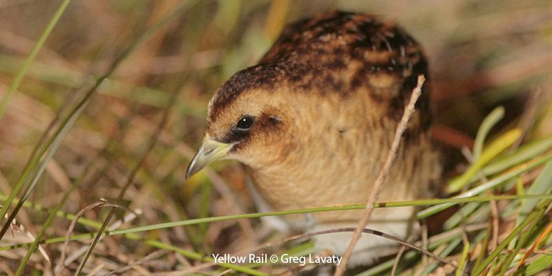 Yellow Rail