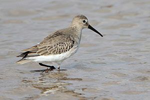 Beak of the Week: Dunlin