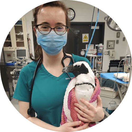 Dr. Allison Carter- Wildlife Veterinarian