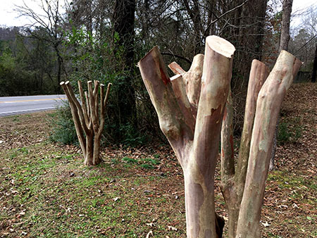 Stop “Crape Murder” - Pruning for Form Workshop