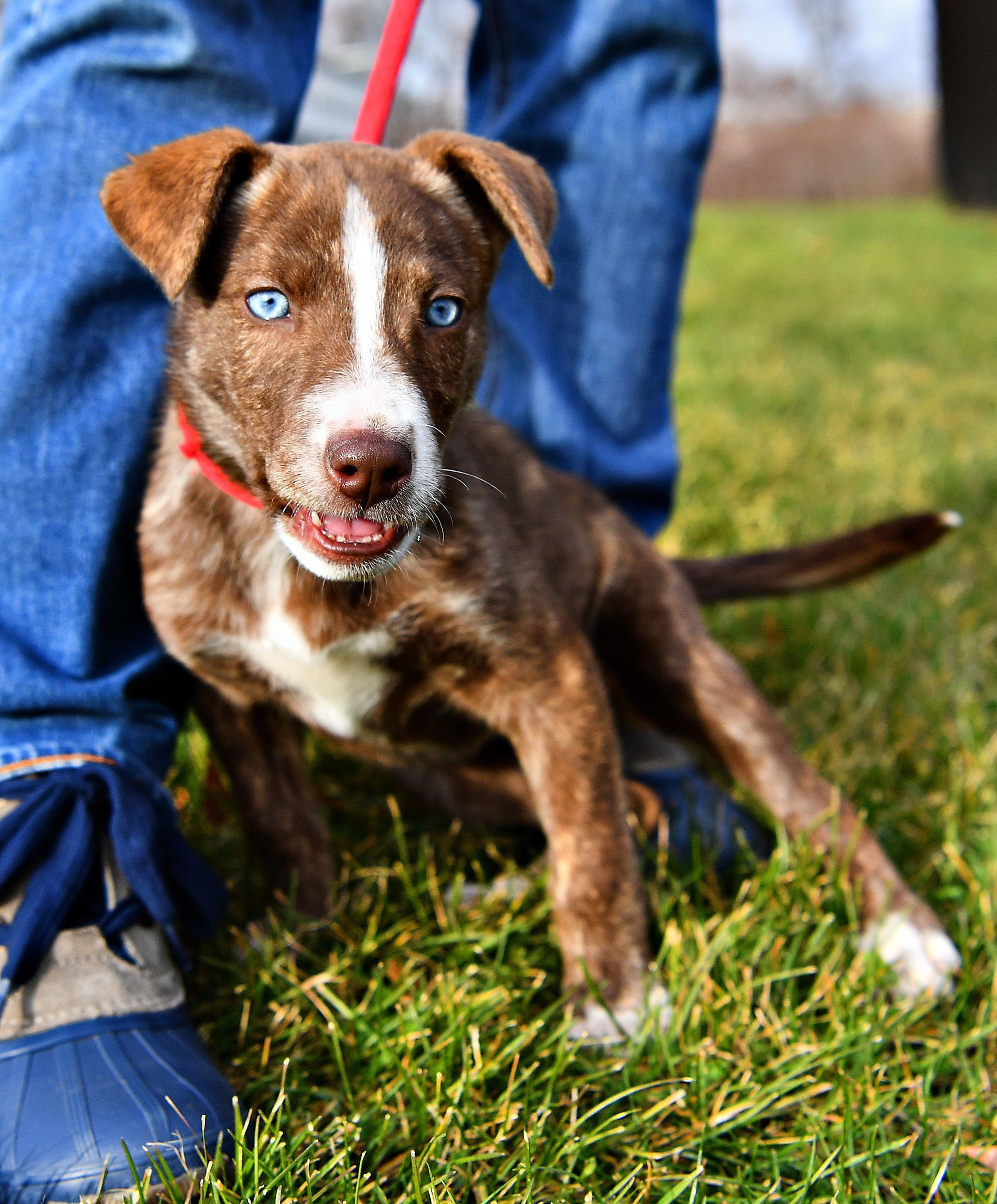 are girl dogs or boy dogs easier to train