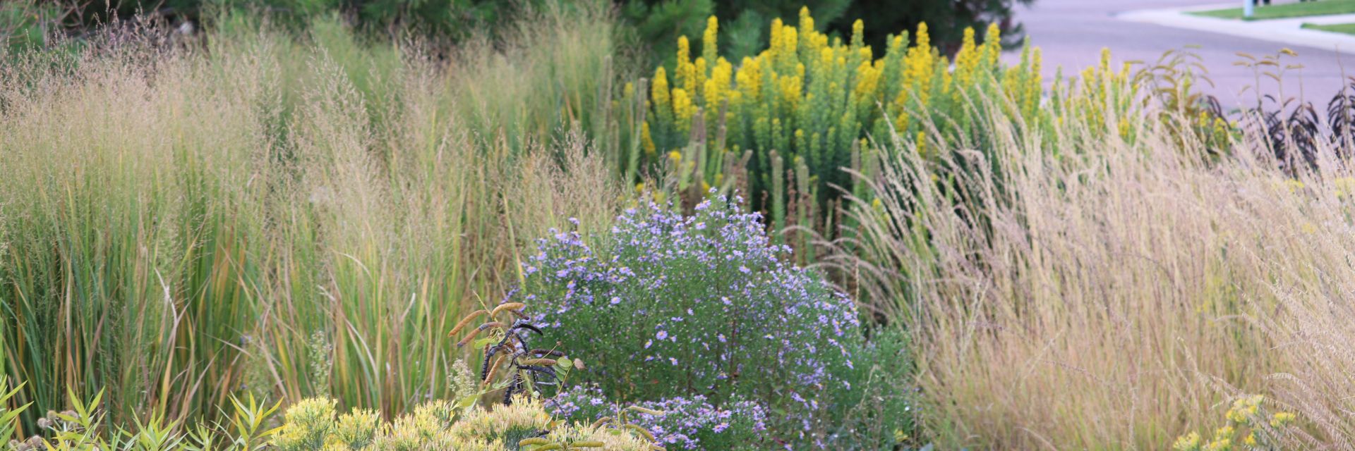 Plant | Landscape | Plains | Nebraska | Arboretum | Statewide