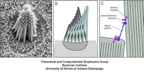 This is a picture of mechanosensory hair cells