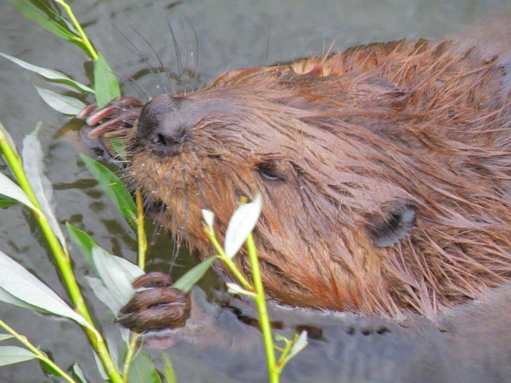 Beaver chewing on branches