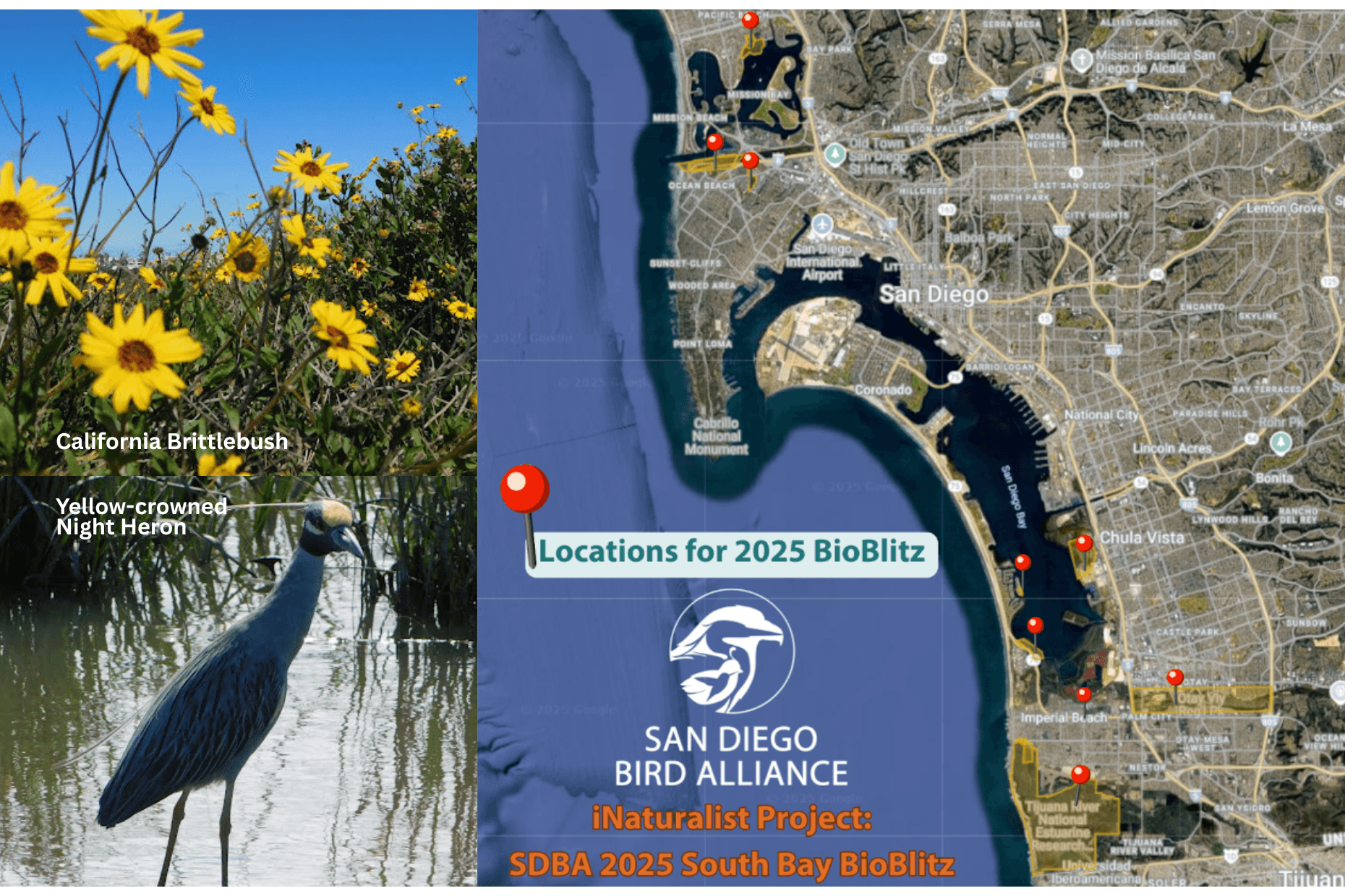 Resultados SDBA 2025 South Bay BioBlitz