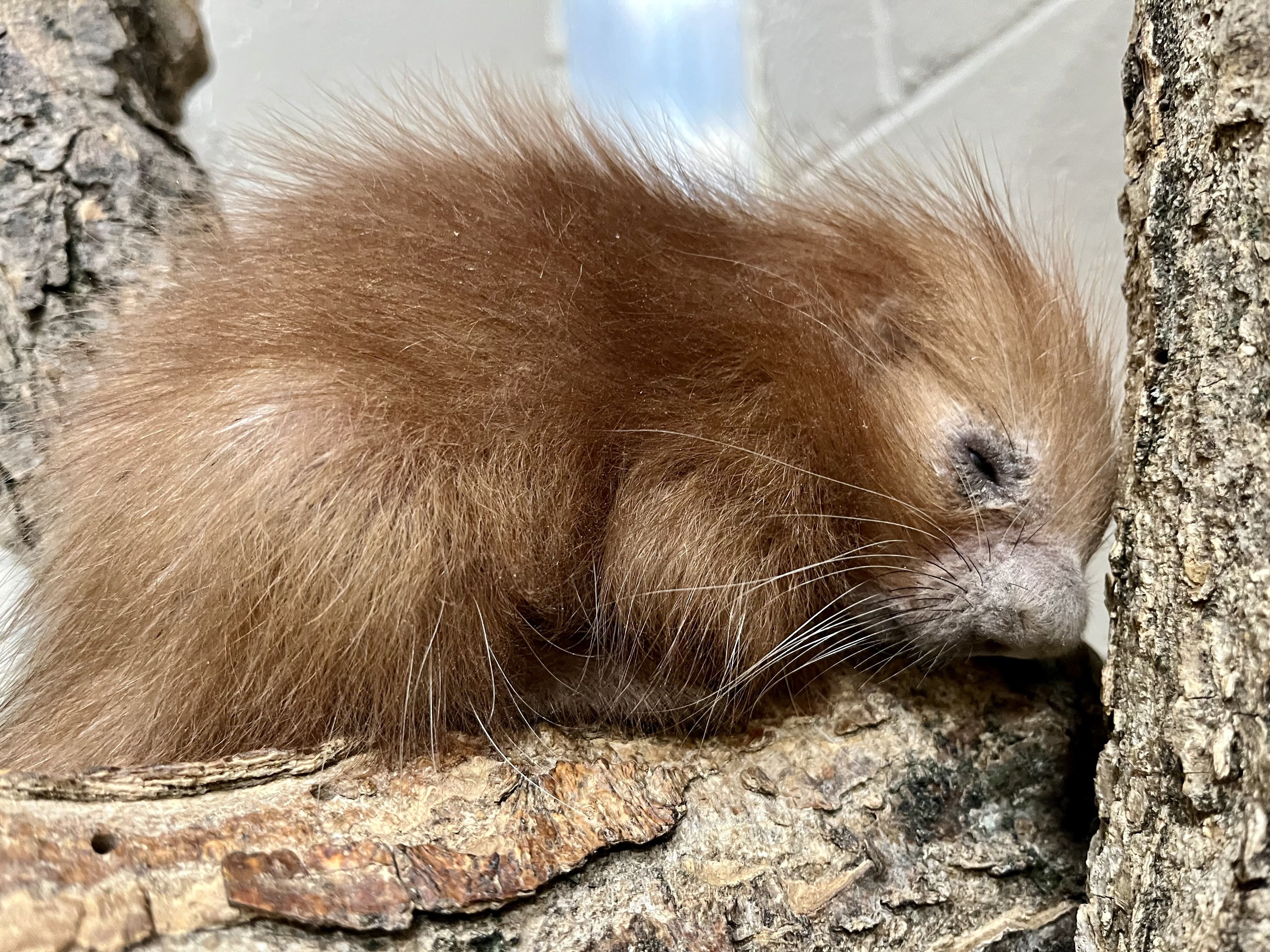 Porcupette