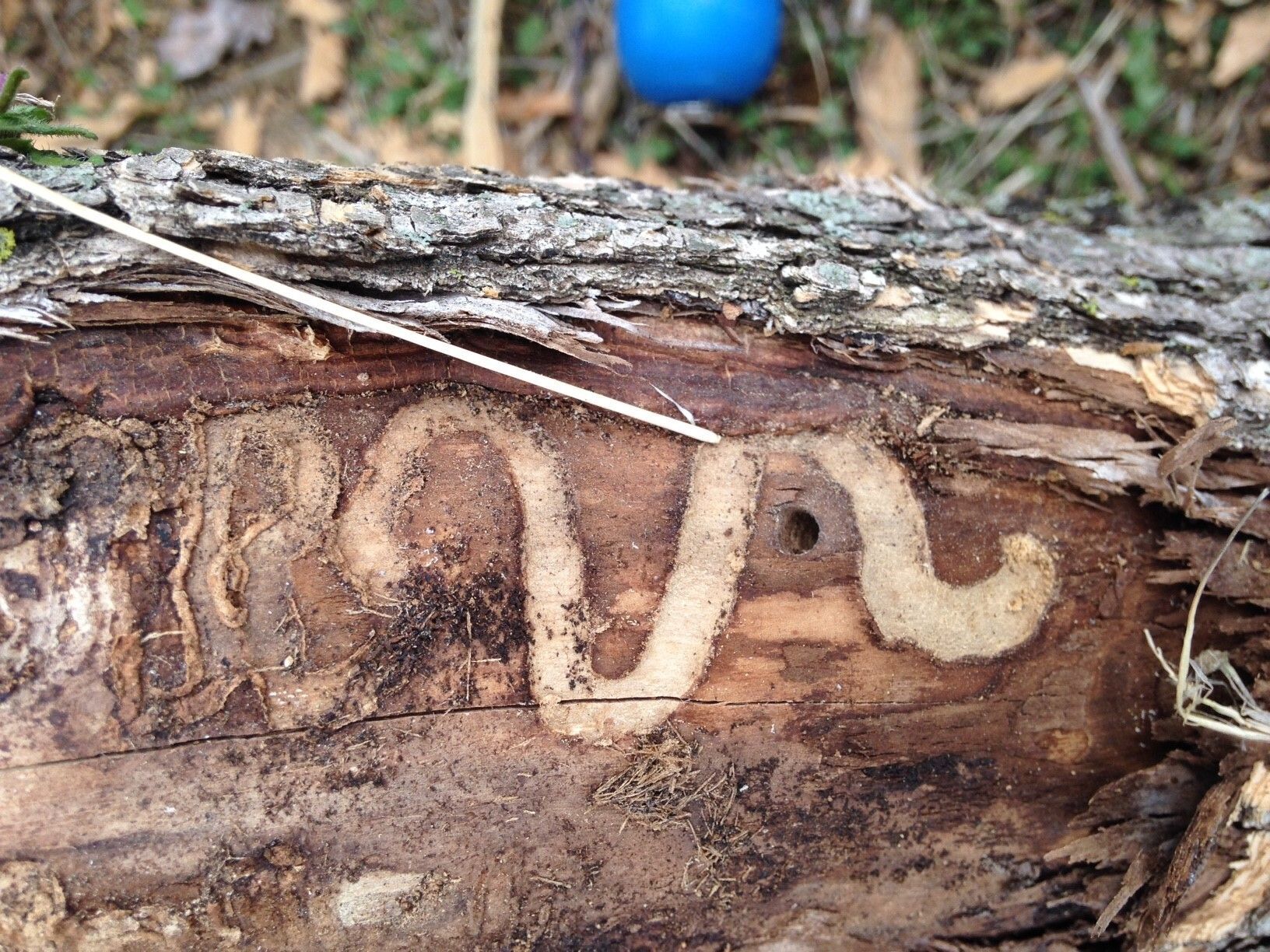 The Emerald Ash Borer makes tunnels under the bark of ash trees.