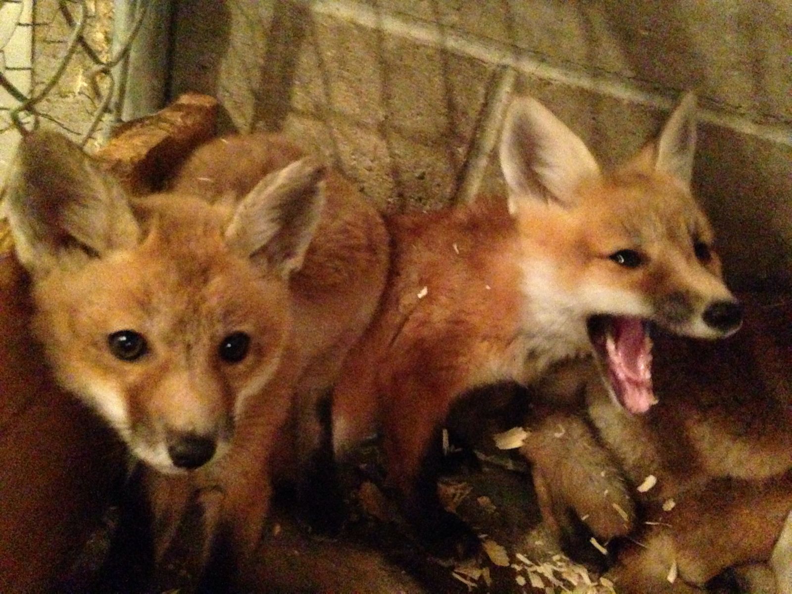 Photo Gallery Rescue Stories News & Events Nebraska Wildlife