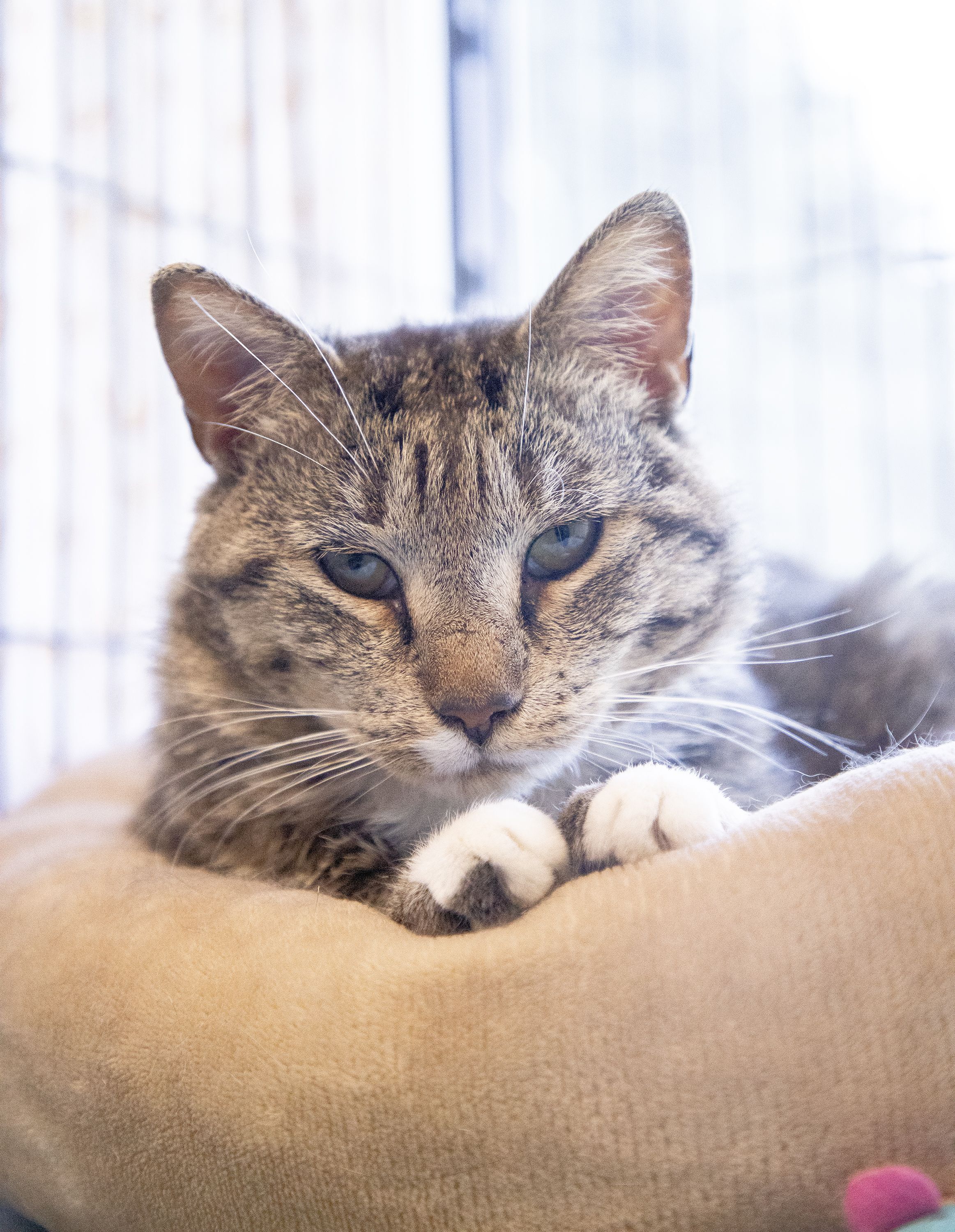 We're at Cat-pacity, So All Adult Cats Are 50% Off!