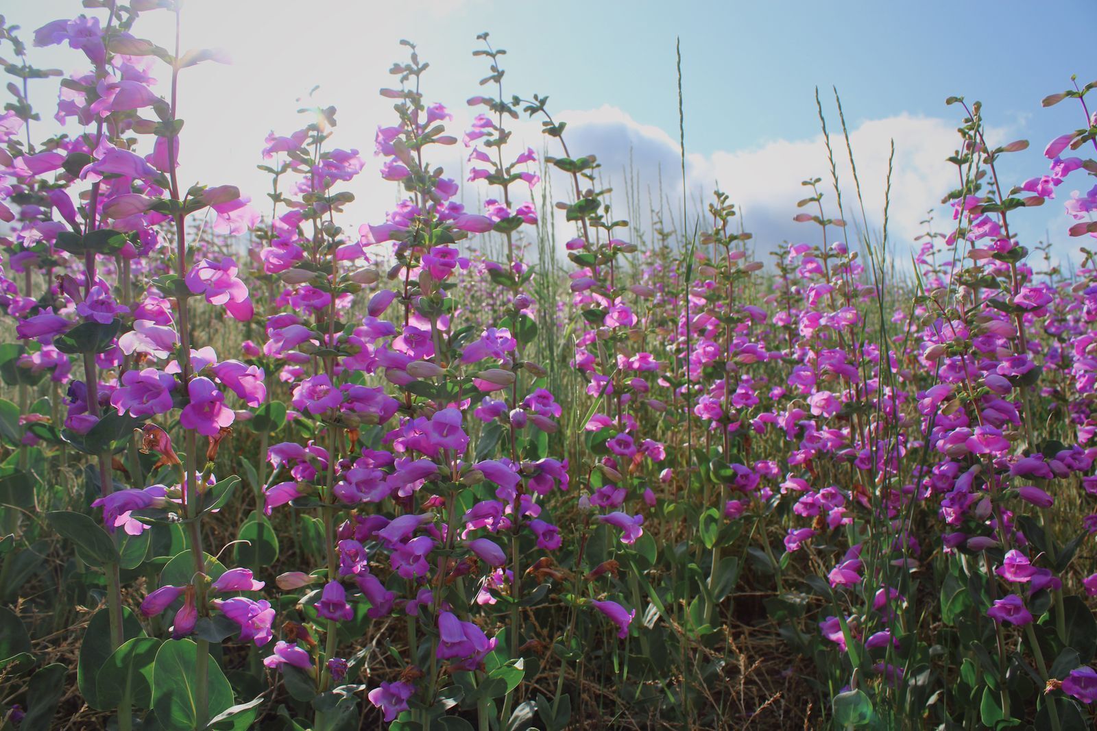 Bright pink Penstemon grandiflorus